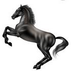 紫のプロフィール